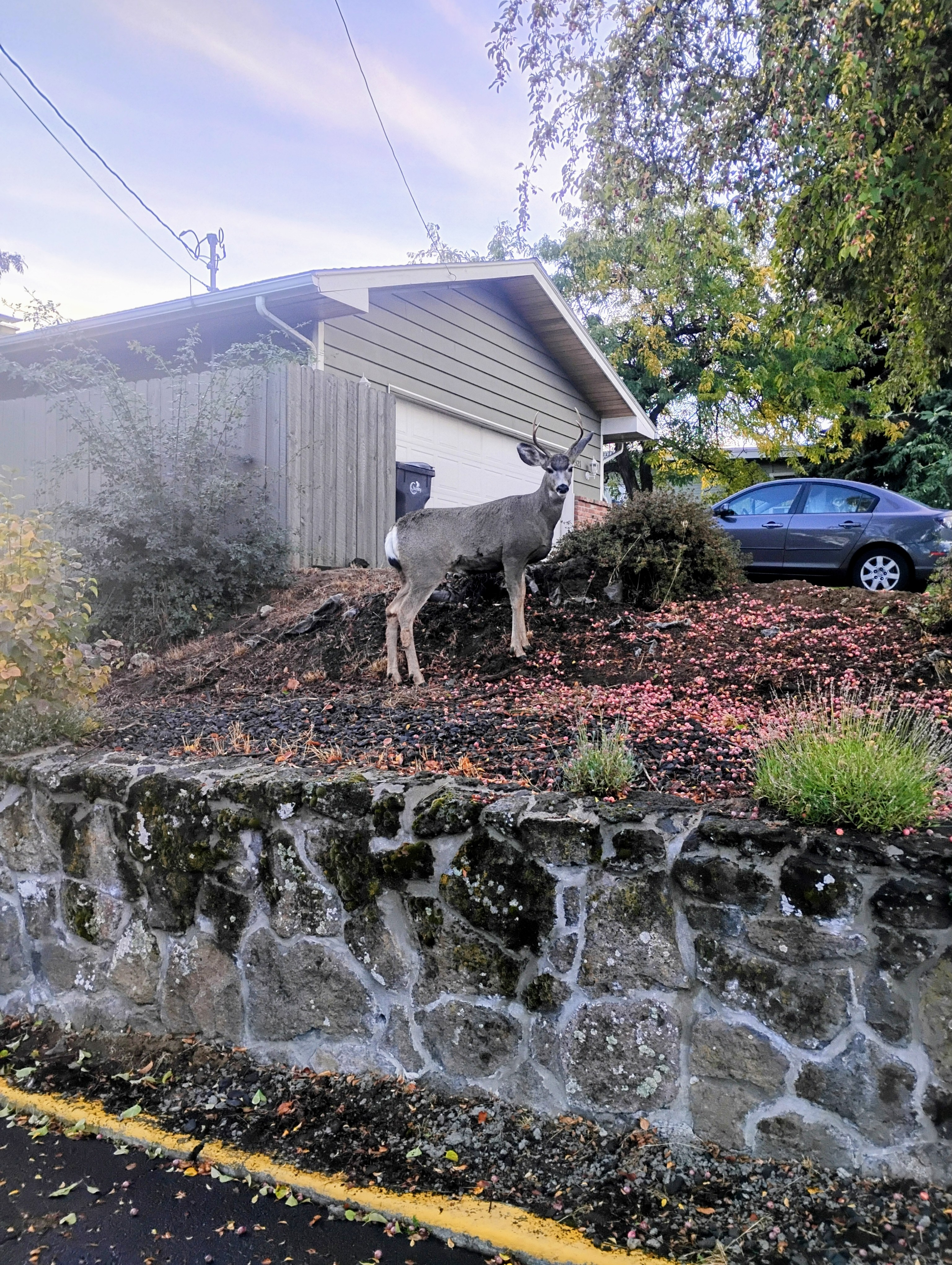 photo of a deer I took